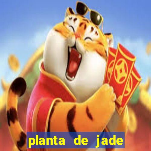 planta de jade significado espiritual